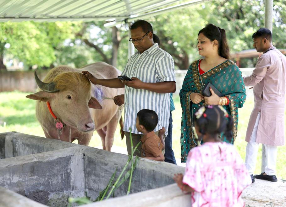 Viral albino buffalo Donald Trump moved to Bangladesh National Zoo for public display in Dhaka