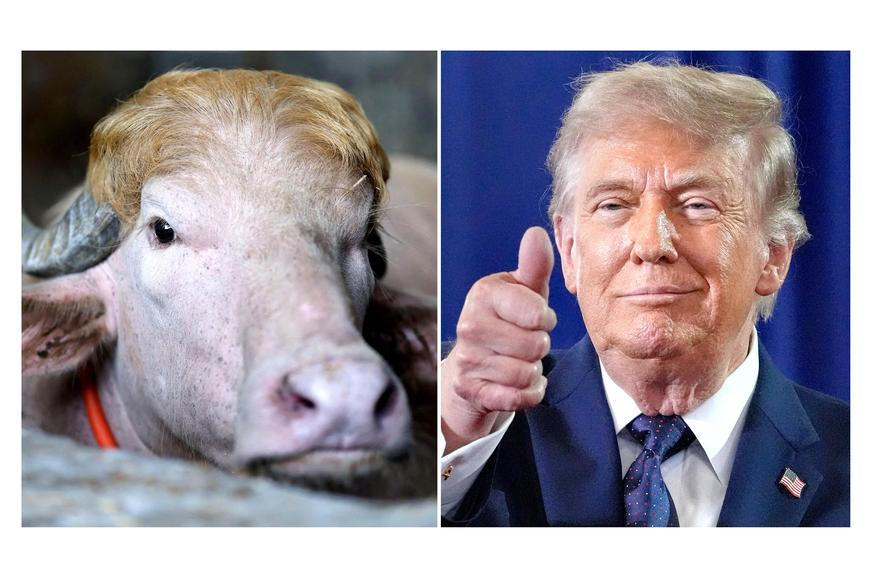 Blond ofina zachránila "Trumpovi" život. Buvol se stal hvězdou