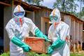Aid agencies intensify efforts to contain Ebola outbreak in Mongbwalu, DR Congo