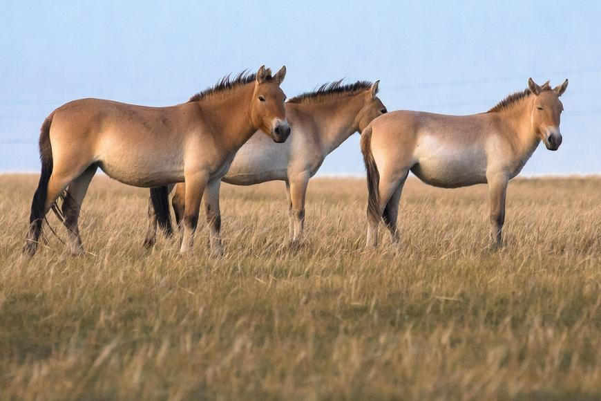 Do Kazachstánu odletěli další čtyři koně Převalského z Pražské zoo