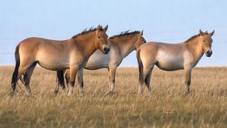 Mongolsko - kůň Převalského, Národní park Chustaj, koně, pláně, stepi