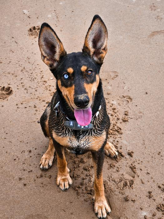 Setkání se Safi na Marocké benzínce bylo opravdu osudové. Vůbec netušili, že si z Maroka odvezou psa a už vůbec ne, že ho adoptují hned 3. den jejich cesty. 