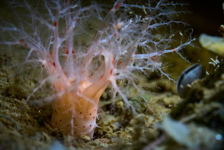 Underwater,Macro,Image,Of,The,Sea,Cucumber,Psolus,Phantapus,With