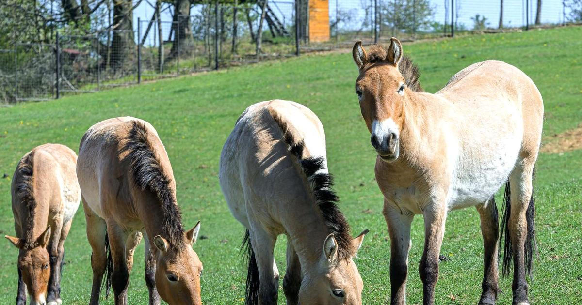 Letěli vstříc svobodě. Češi vyslali do kazašské stepi další vzácné koně