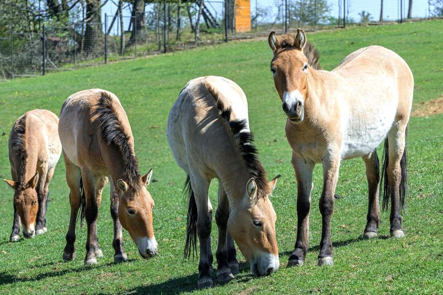 Letěli vstříc svobodě. Češi vyslali do kazašské stepi další vzácné koně