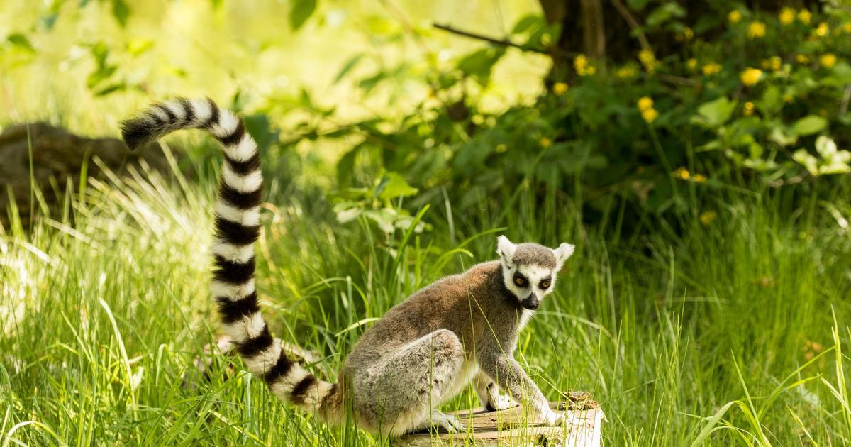 „Asi šel trsat.“ Z ostravské zoo utekl „král Jelimán“, zahrada prosí o pomoc s hledáním