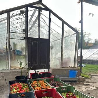V závislosti na počasí Lukáš Zach každoročně sklidí 300–500 kg chilli papriček, které hrají všemi barvami.