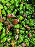 Některé papričky, jako třeba habanero nebo jalapeño, se z gastronomických důvodů sbírají i nezralé, aby si uchovaly svěžejší chuť. Postupně přitom dozrávají do odstínů červené a hnědé.