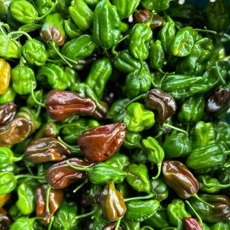 Některé papričky, jako třeba habanero nebo jalapeño, se z gastronomických důvodů sbírají i nezralé, aby si uchovaly svěžejší chuť. Postupně přitom dozrávají do odstínů červené a hnědé.
