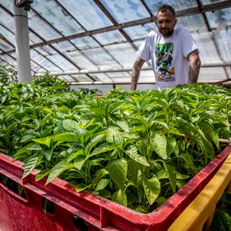 Zahradničení je především nekonečná práce. Tady Lukáš Zach chystá sazenice na Berlin Chilli Fest, který proběhl o posledním květnovém víkendu.