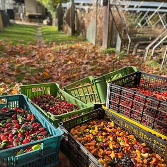 Od žluté přes zelenou a červenou až k temně fialové. Jedna ze zábavných věcí na pěstování chilli je jejich neuvěřitelná rozmanitost.