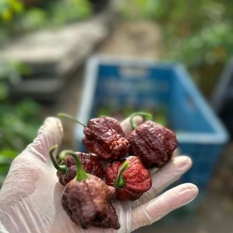 Sklízet papričky je potřeba v rukavicích, chilli zkrátka pálí i na dotek. Na fotce paprička Apocalypse Scorpion Chocolate