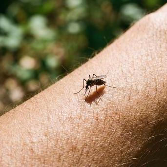 Komáři ji nesnášejí, vy ji možná máte na parapetu. Tahle vůně může zachránit letní večery