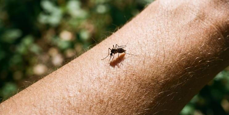 Komáři ji nesnášejí, vy ji možná máte na parapetu. Tahle vůně může zachránit letní večery