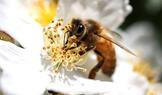 The Wider Image: A South Korean beekeeper counts the cost of climate change