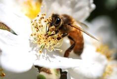 The Wider Image: A South Korean beekeeper counts the cost of climate change