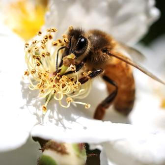 The Wider Image: A South Korean beekeeper counts the cost of climate change
