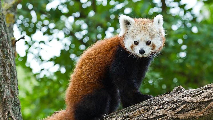 Panda červená patří mezi ohrožené druhy. Ve volné přírodě ji lze spatřit v Číně, Nepálu, Laosu a Barmě.
