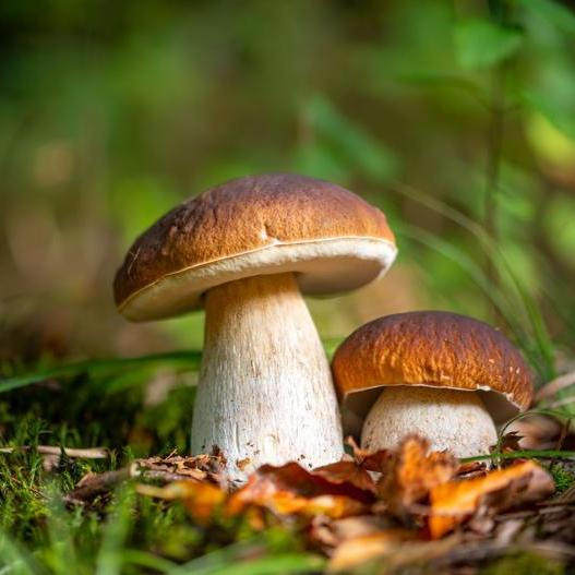 Otestujte si, jak dobře poznáte jedlé i jedovaté houby, než vyrazíte do lesa s košíkem.