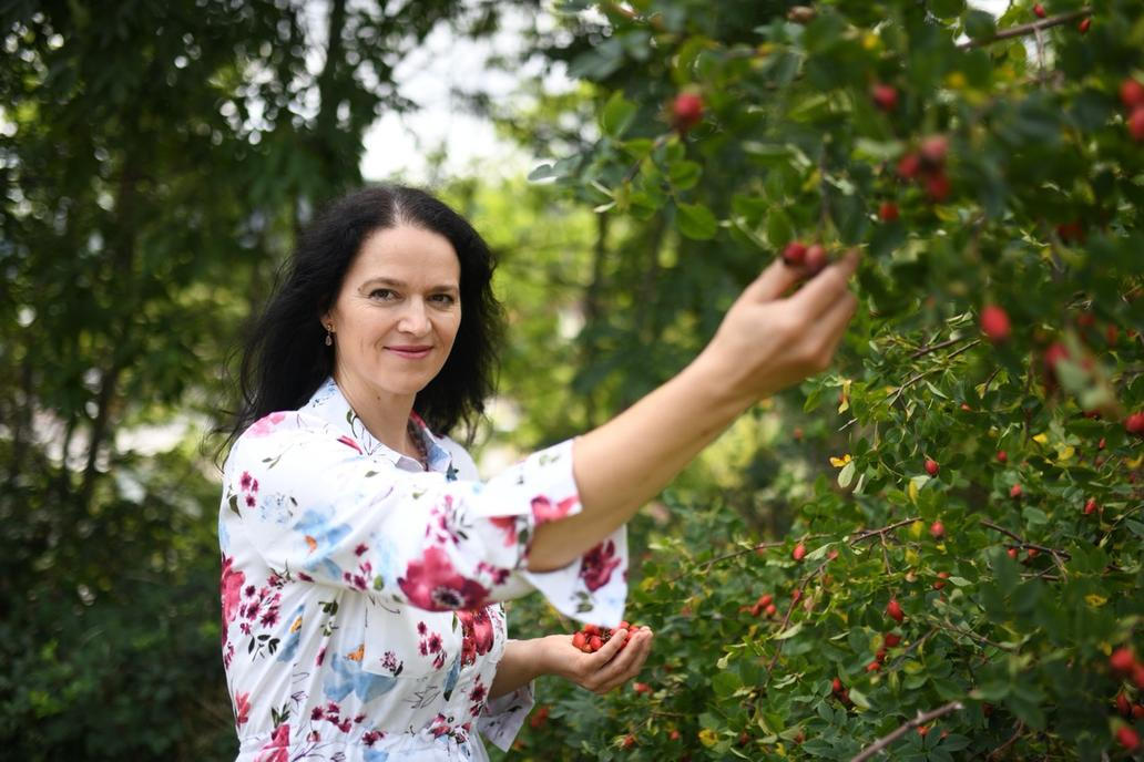 Už jen sběr šípků je neuvěřitelně pracný, jeho zpracování je pak ještě náročnější. Jozefína Růžičková s ním ale slaví jeden úspěch za druhým.