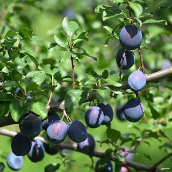 Díky marmeládám Jozefína zjistila, že se přestěhovala k jedné z největších ovocnářských oblastí v Česku. Dnes všechno ovoce a zeleninu, kromě citrusů a exotických surovin, nakupuje od regionálních dodavatelů.