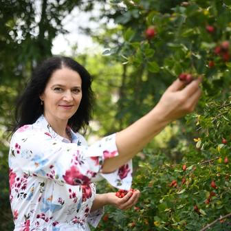 Už jen sběr šípků je neuvěřitelně pracný, jeho zpracování je pak ještě náročnější. Jozefína Růžičková s ním ale slaví jeden úspěch za druhým.