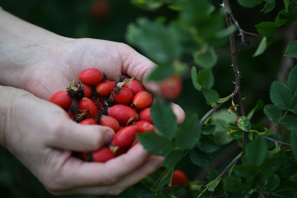 Šípková marmeláda je především nekonečná dřina. Očistit chloupky, vydlabat semínka a nekonečně pasírovat. Jozefína Růžičková ovšem se svými šípkovými produkty sbírá jeden úspěch za druhým.