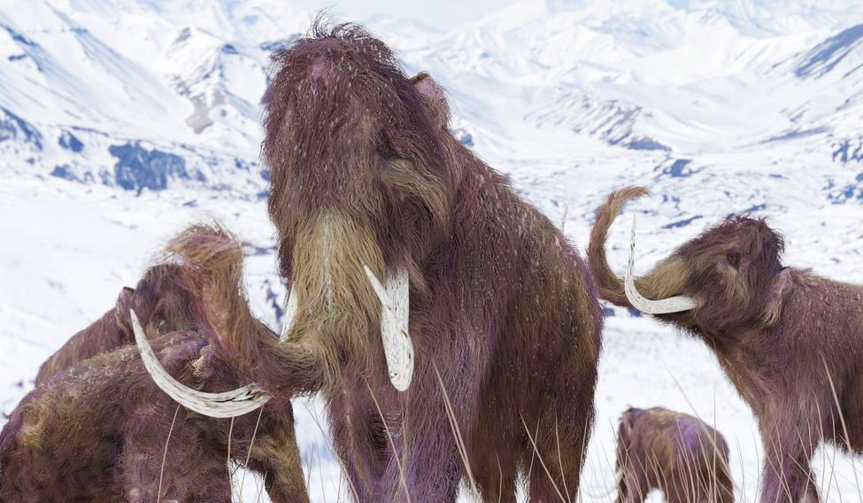 Mamut srstnatý