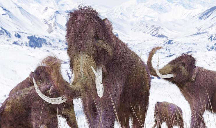 Mamut srstnatý