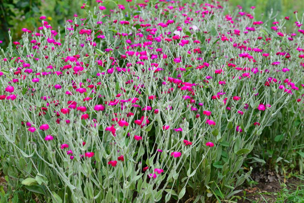 Kohoutek věncový (Lychnis coronaria) je rostlina, kterou mnozí znají z babiččiny zahrádky. Zahrada