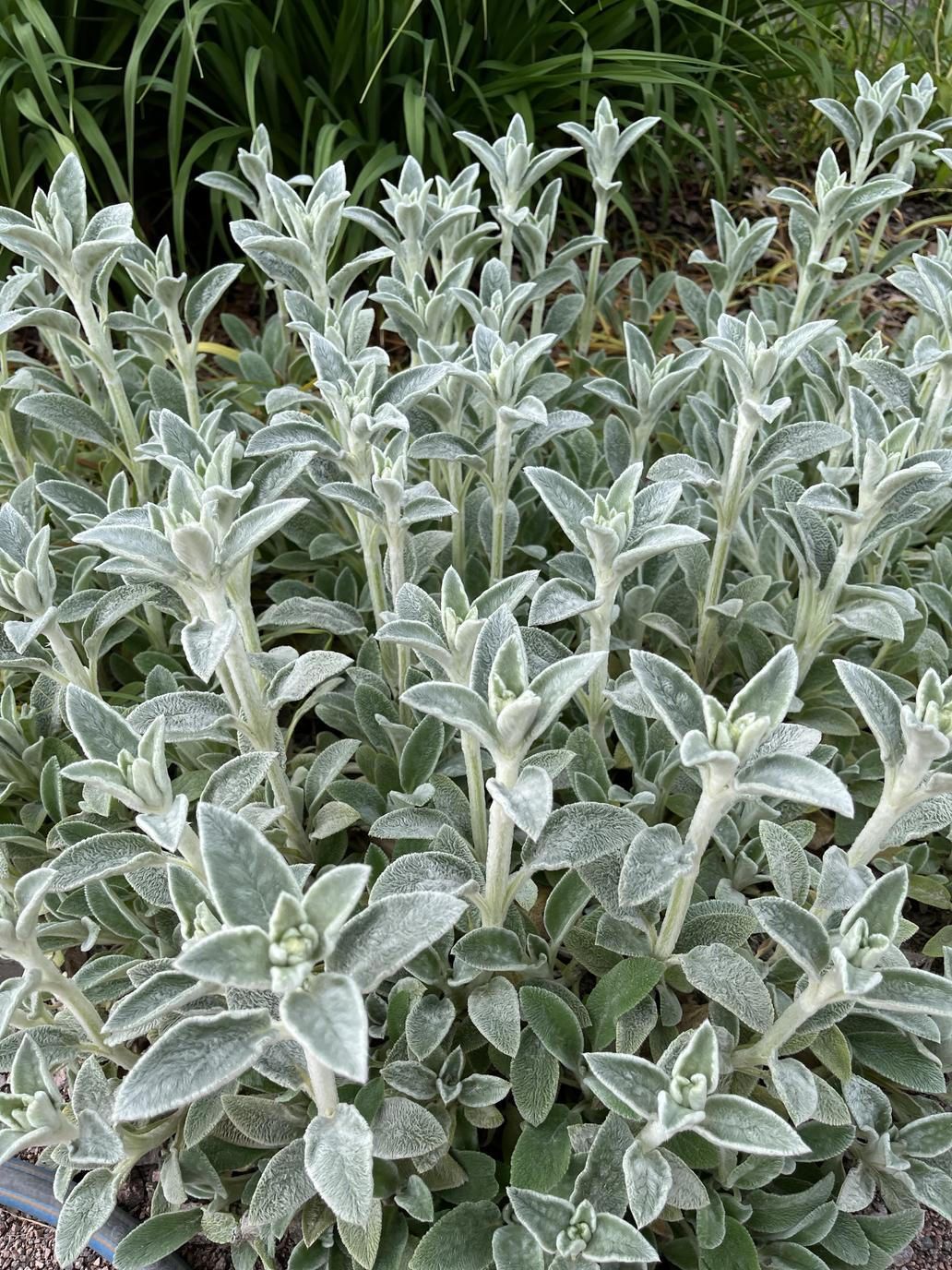 Čistec vlnatý (Stachys byzantina) má tak heboučké listy, že se mu v lidové mluvě přezdívá „jehněčí ouško“. Zahrada