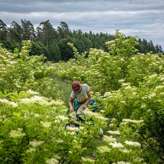 Při sběru Vondrákovým pomáhá pár brigádníků. Květy se totiž sbírají výhradně ručně a sklizeň probíhá pouze dva týdny.