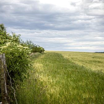 Neošetřený pruh sousedního pole je jasně vidět: bez pesticidů a další chemie vypadá úplně jinak. Paradoxem je, že konvenční pěstitelé kolem těch ekologických nemají povinnost jej dělat a legislativně povinnost zmenšit si pěstební plochu o ochranné pásmo leží jen na „ekolozích“.