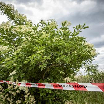 Letos Vondrákovi preventivně ubrali jeden řádek keřů, aby se předešlo možnosti opakování kontaminace z předchozího roku.