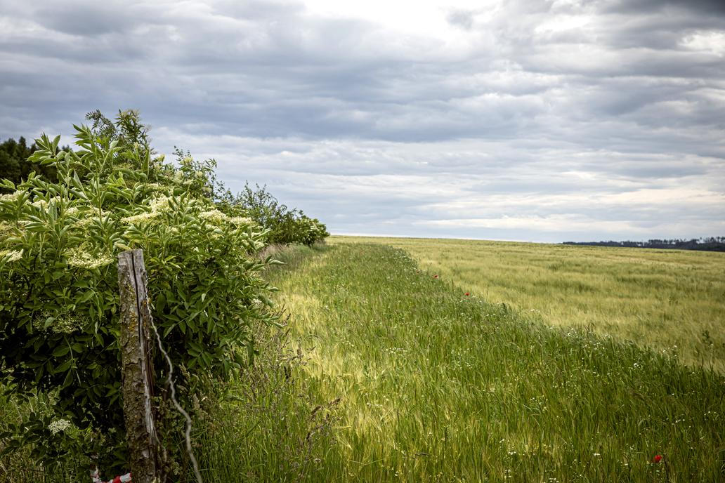 Neošetřený pruh sousedního pole je jasně vidět: bez pesticidů a další chemie vypadá úplně jinak. Paradoxem je, že konvenční pěstitelé kolem těch ekologických nemají povinnost jej dělat a legislativně povinnost zmenšit si pěstební plochu o ochranné pásmo leží jen na „ekolozích“.