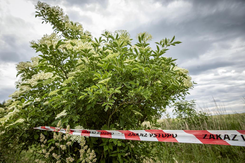 Letos Vondrákovi preventivně ubrali jeden řádek keřů, aby se předešlo možnosti opakování kontaminace z předchozího roku.