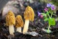 Verpa bohemica