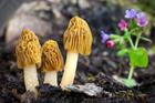 Verpa bohemica