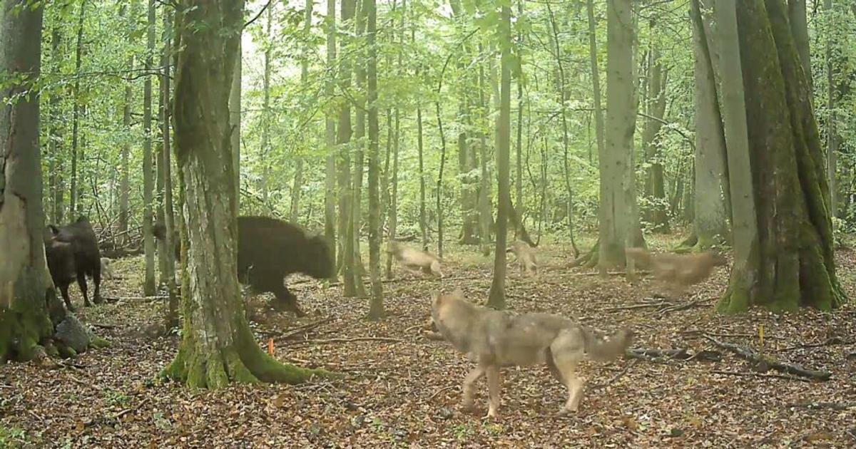 Vlci se vrací v plné síle. Poláci poprvé natočili, jak si smečka troufla na stádo zubrů