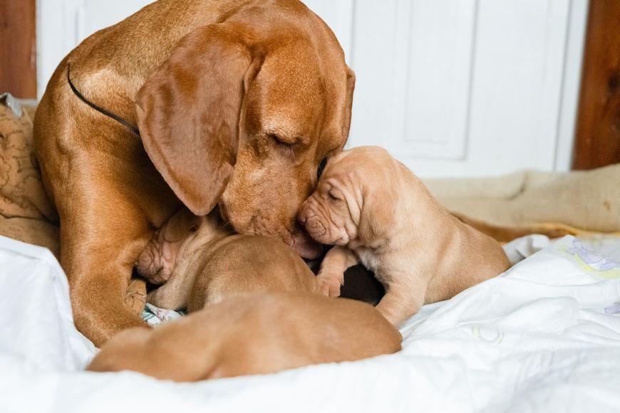 Veterináři odhalili týrání v psím hotelu v Praze, zvířata byla zavřená v malých klecích
