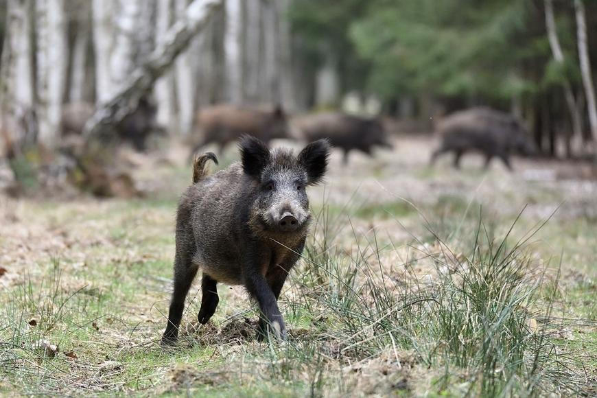 Ženu poslal do nemocnice útok z lesa. Pražské Klánovice řeší narůstající problém
