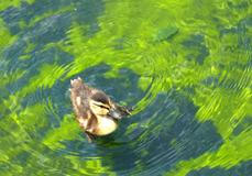 Algae forms in the Lincoln Memorial Reflecting Pool in Washington