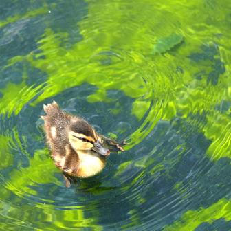 Algae forms in the Lincoln Memorial Reflecting Pool in Washington
