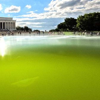 Algae grows in the Lincoln Memorial Reflecting Pool in Washington
