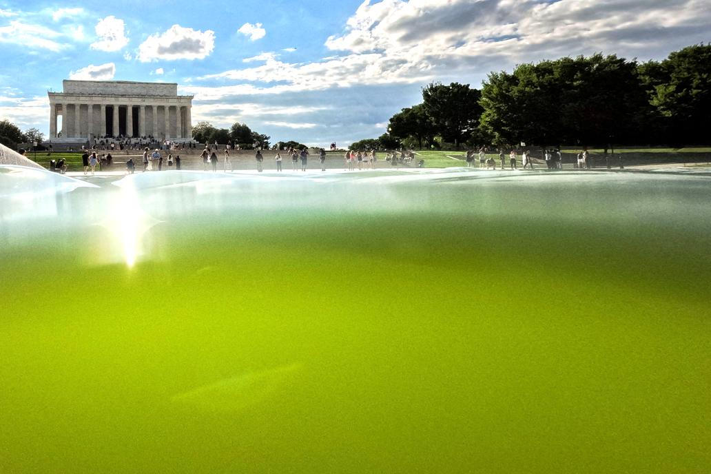 Algae grows in the Lincoln Memorial Reflecting Pool in Washington
