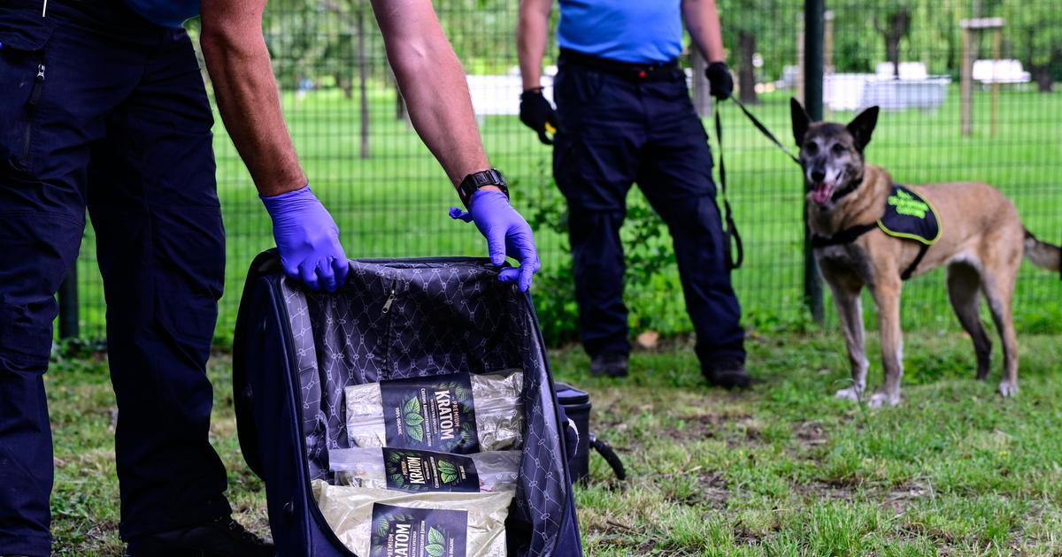 Celníci zajistili v provozovně v Libereckém kraji 45 kilogramů kratomu