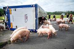 A vehicle transporting pigs, overturns on Thisted Landevej