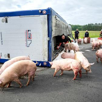 A vehicle transporting pigs, overturns on Thisted Landevej