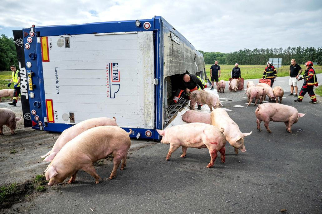 A vehicle transporting pigs, overturns on Thisted Landevej