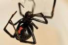 Black,Widow,Spider